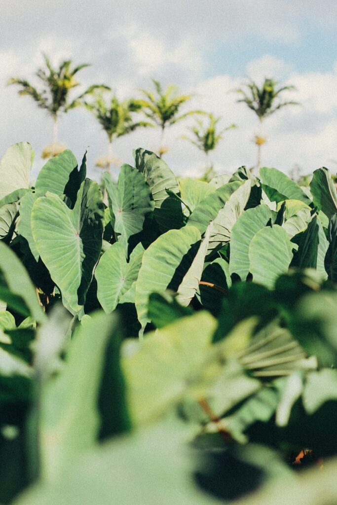 Kalo leaves growing