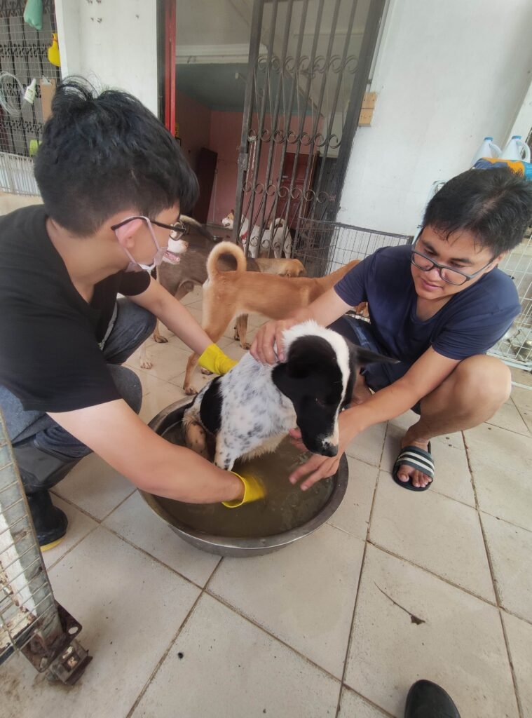 PawsUp staff members giving a dog a bath