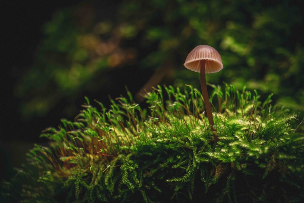 Mushroom growing from green moss