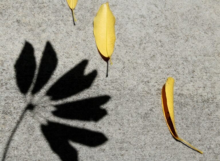 Yellow leaves on the ground and a silhouette of a tree