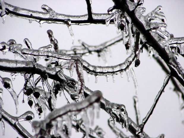 Frozen tree branches with icicles