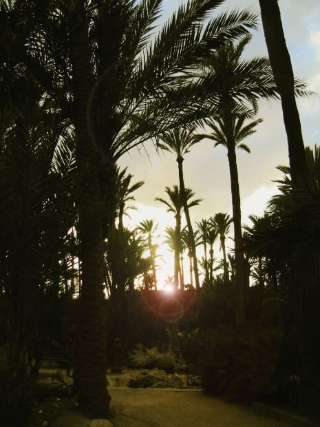 Palm trees with the sun setting in the middle