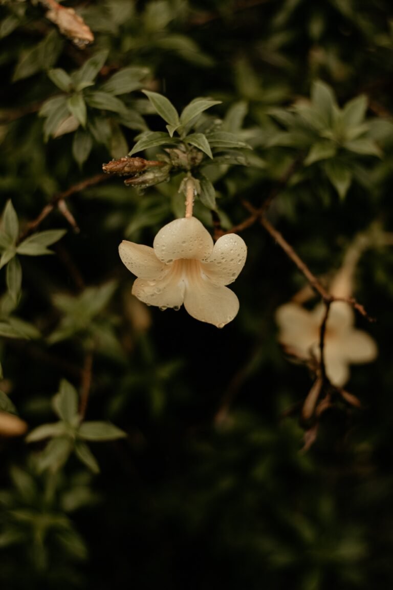 flower blooming on a bush