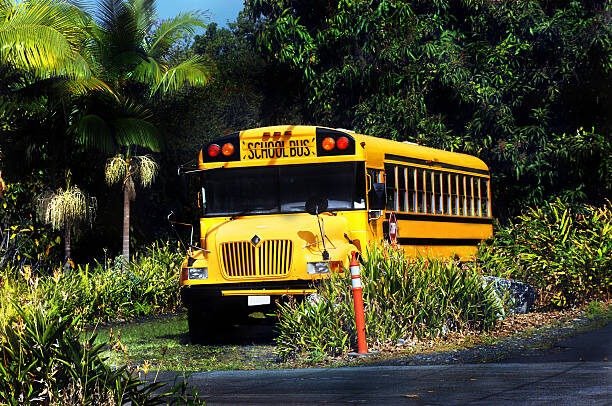 Yellow school bus parks beneath the palm trees for shade and waits for the end of the school day to transport children back to their hones.