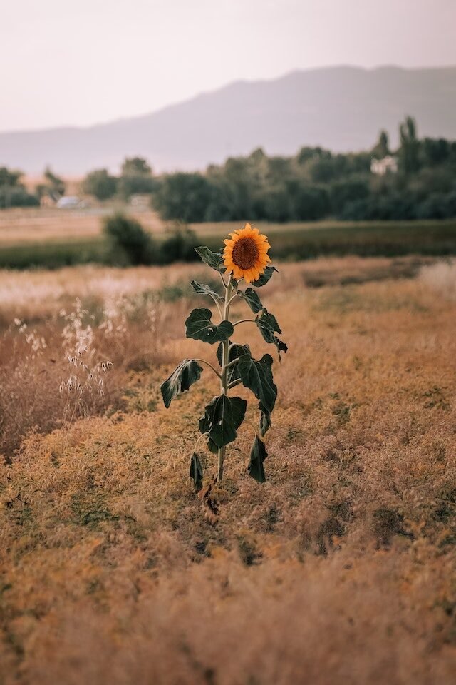 lone sunflower growing in a field
