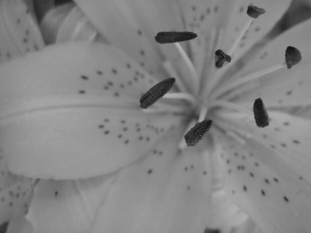 a close up of a flower in black and white color