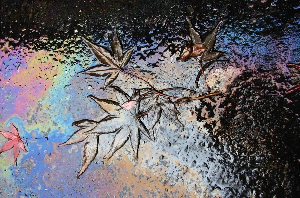 leaves with rainbows on the ground