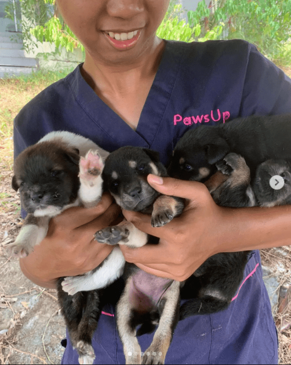 a photo of a PawsUp staff member holding three puppies