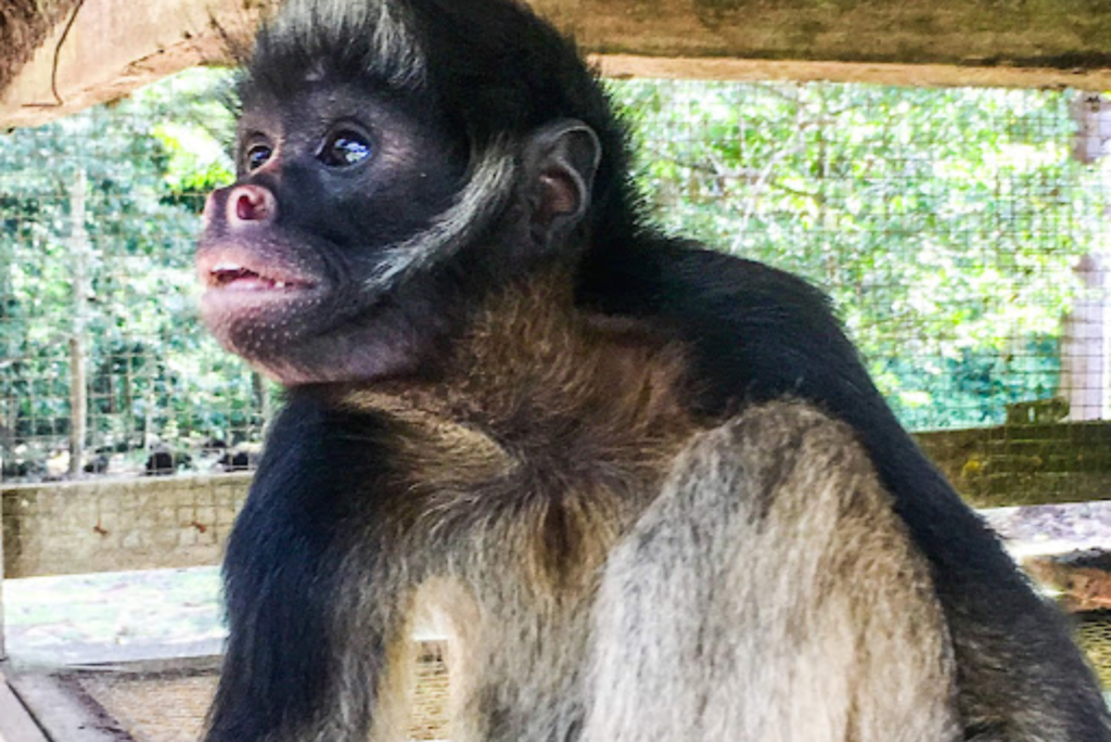 (Image of Amazonian Spider Monkey orphan courtesy of Yosef Baskin)