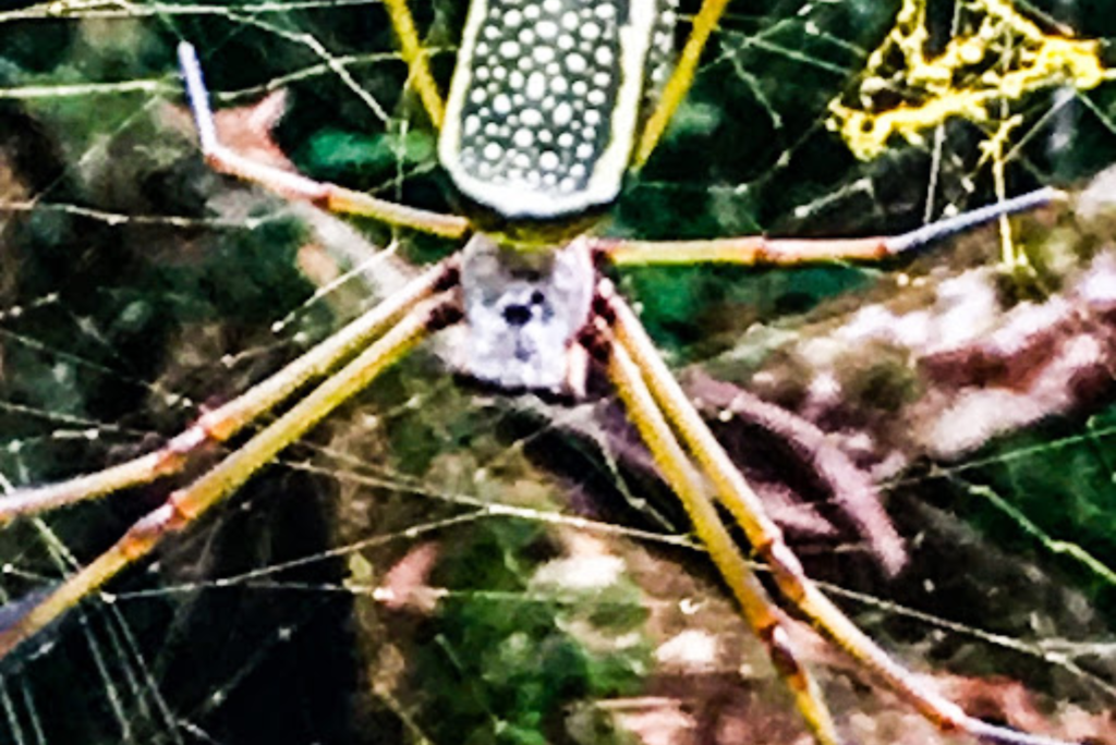 (Image of Peruvian Golden Spider courtesy of Yosef Baskin)